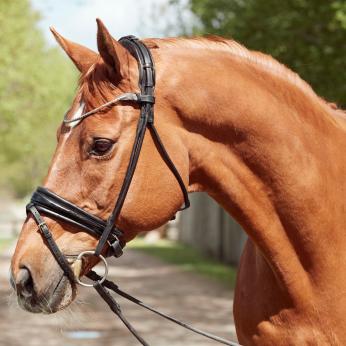 Finesse Cassidy Snaffle Bridle|Bridle Bank
