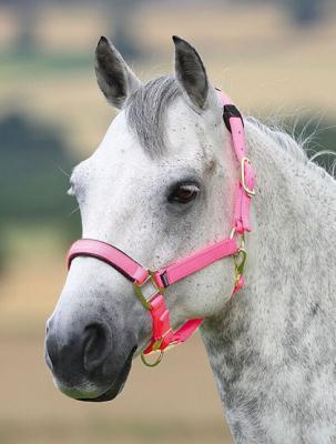 Topaz Nylon Headcollar