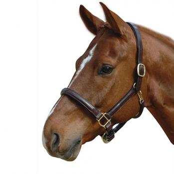 Albion Calf Padded Leather Headcollar