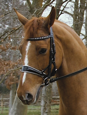 Jeffries Gentle Bridle with Swarovski