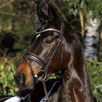 Passier Apollo Patent Bridle