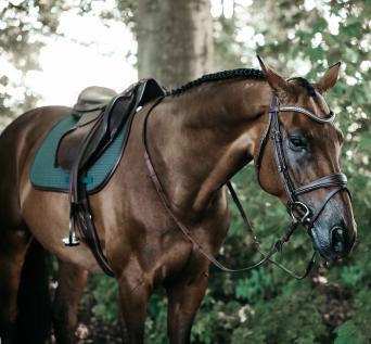 Kentucky Horsewear Colour Edition Leather Dressage Saddle Pad