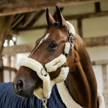 Pony FREE UK Postage Headcollar Fluffy Noseband/ Poll Burgundy 