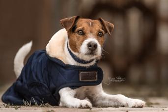 Kentucky Dogwear Dog Coat