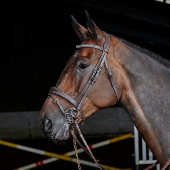 John Whitaker Chicago Breathable Leather Bridle with Bling Browband