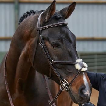 John Whitaker Eastwood Grackle Bridle