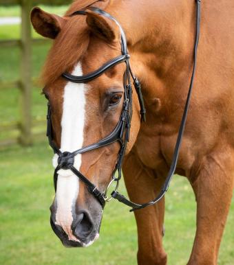 Premier Equine Glorioso Grackle Bridle 