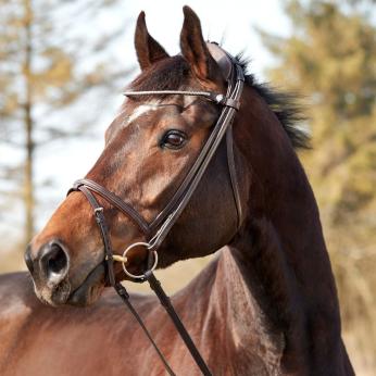 Finesse Zorro Snaffle Bridle